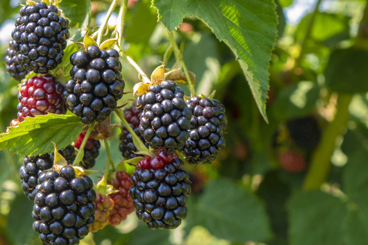 Blackberry on the bush in the farm garden