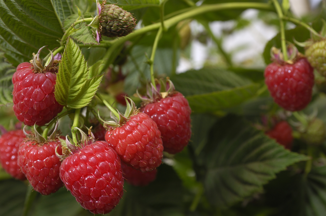 Raspberries on the Vine