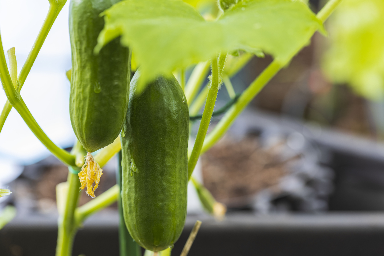 Cucumbers