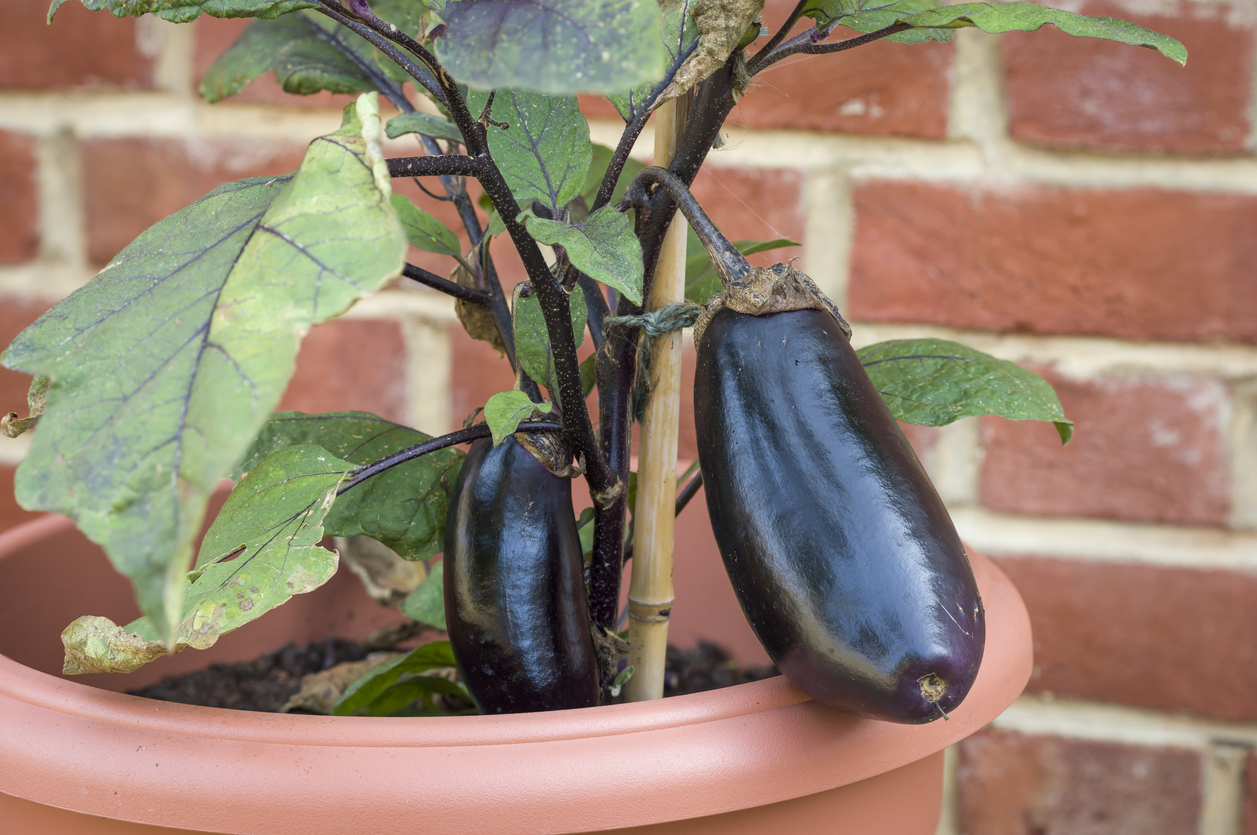 Closeup of aubergine eggplant growing outside UK