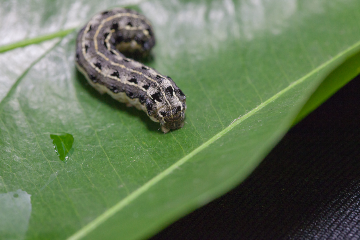 close up of common cutworm on leaves