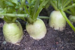 Health Benefits and Home Remedies of Radishes