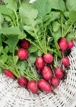 Early Scarlet Globe Radish