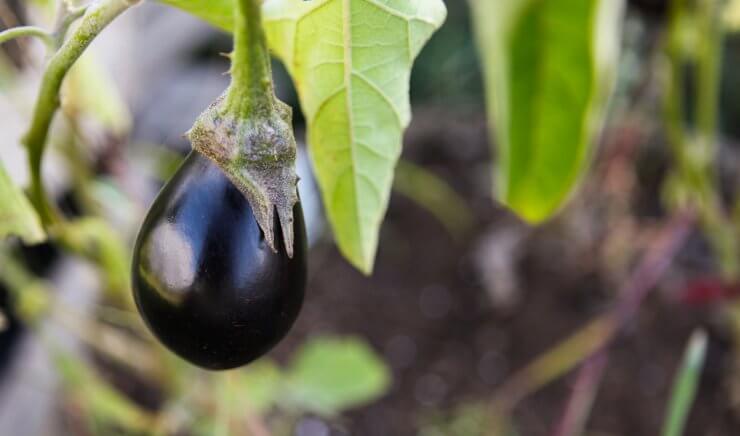 Eggplant