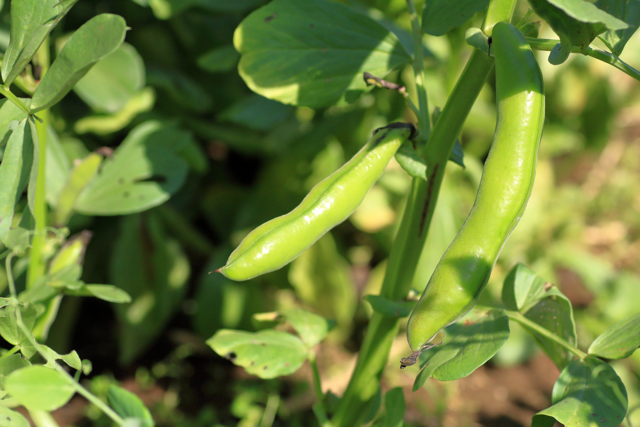 Fava bean in the farm field