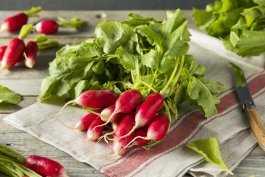 French Breakfast Radish