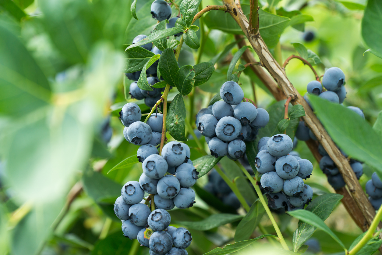 Fresh blueberrys on the branch on a blueberry field farm.