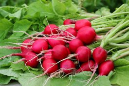 Introduction to Radishes