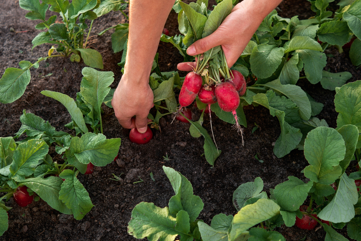 Gardener harvesting radishes