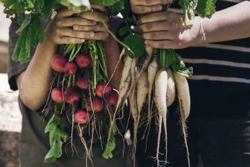 Gardener holding two varieties of freshly harvested radishes