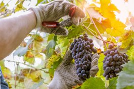 Harvesting, Storing, & Preserving Grapes