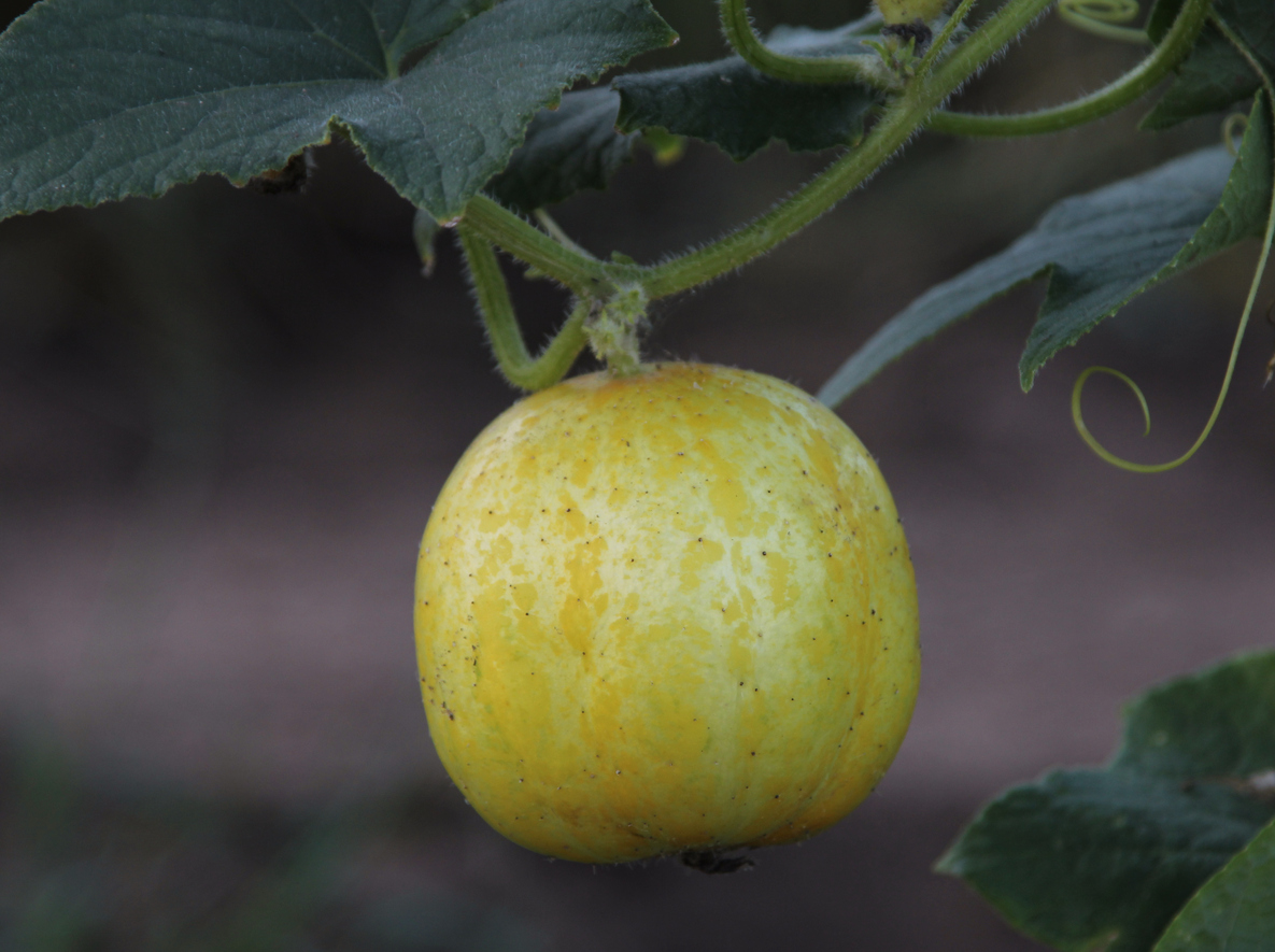 Lemon cucumber still on the vine