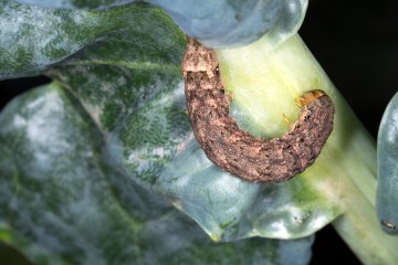 How to Stop Cutworms from Eating Your Vegetable Garden