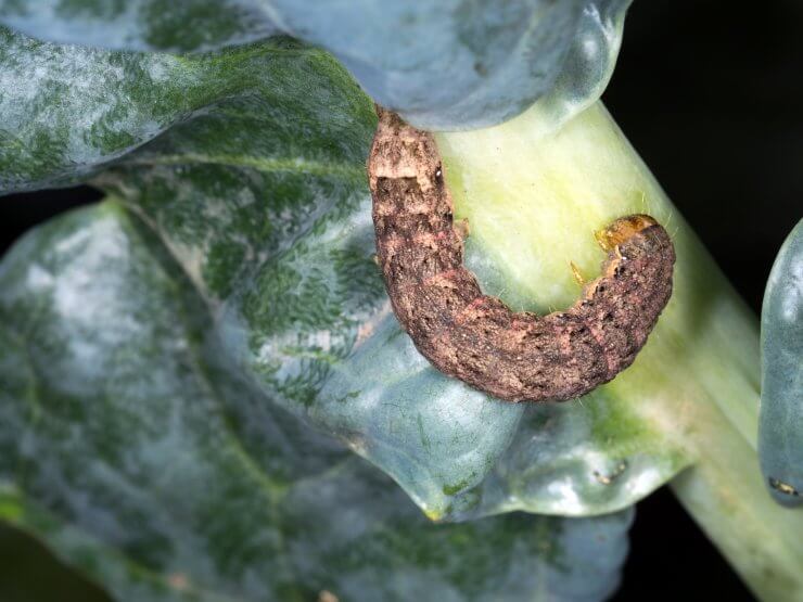 how to stop cutworms