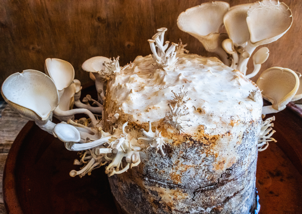 Oyster mushroom