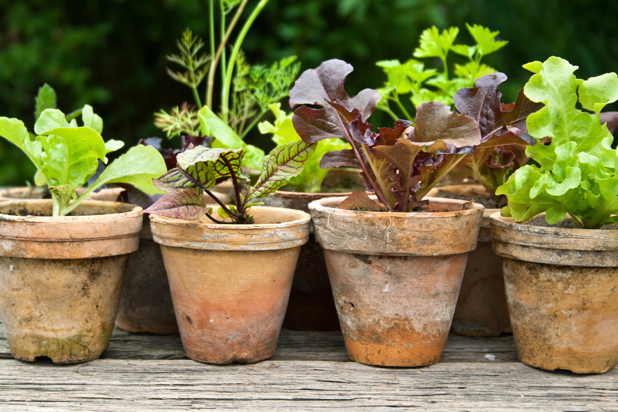 Plant pots