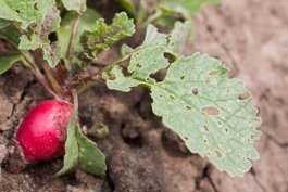 Dealing with Radish Diseases