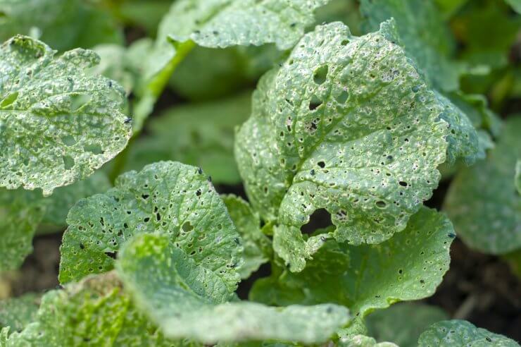 Dealing with Radish Pests - Food Gardening Network