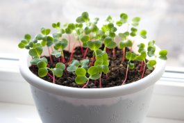 Growing Radishes in Containers