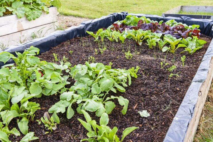 Radishes, carrots, leeks, chard, lettucem and spinach growing together in a raised bed