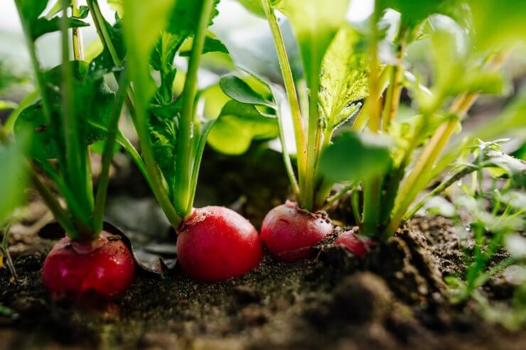 Radishes growing in the garden