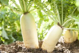 Sun and Soil Requirements for Growing Radishes