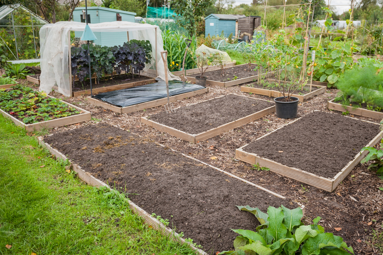 Raised beds in a community garden plot