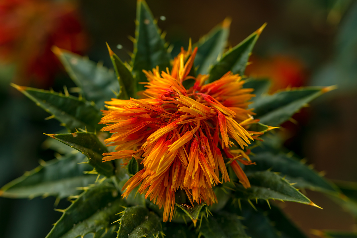 Safflower (Carthamus tinctorius)