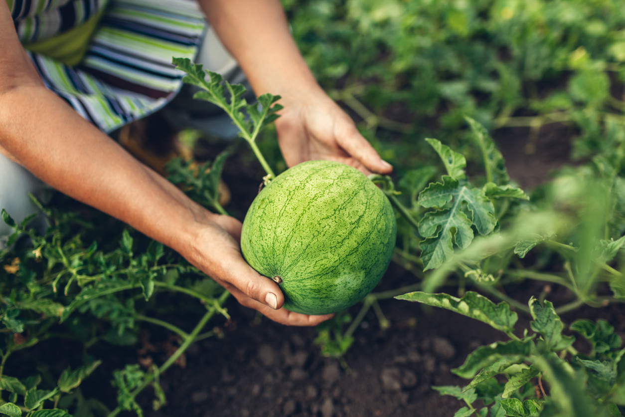 Senior woman checking unripe watermelon in summer orchard. Farmer holding growing green watermelon. Gardening concept