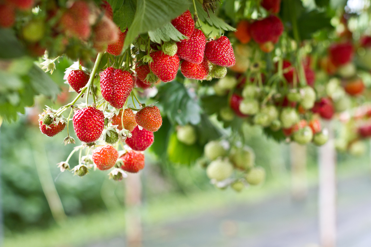 Strawberries farming