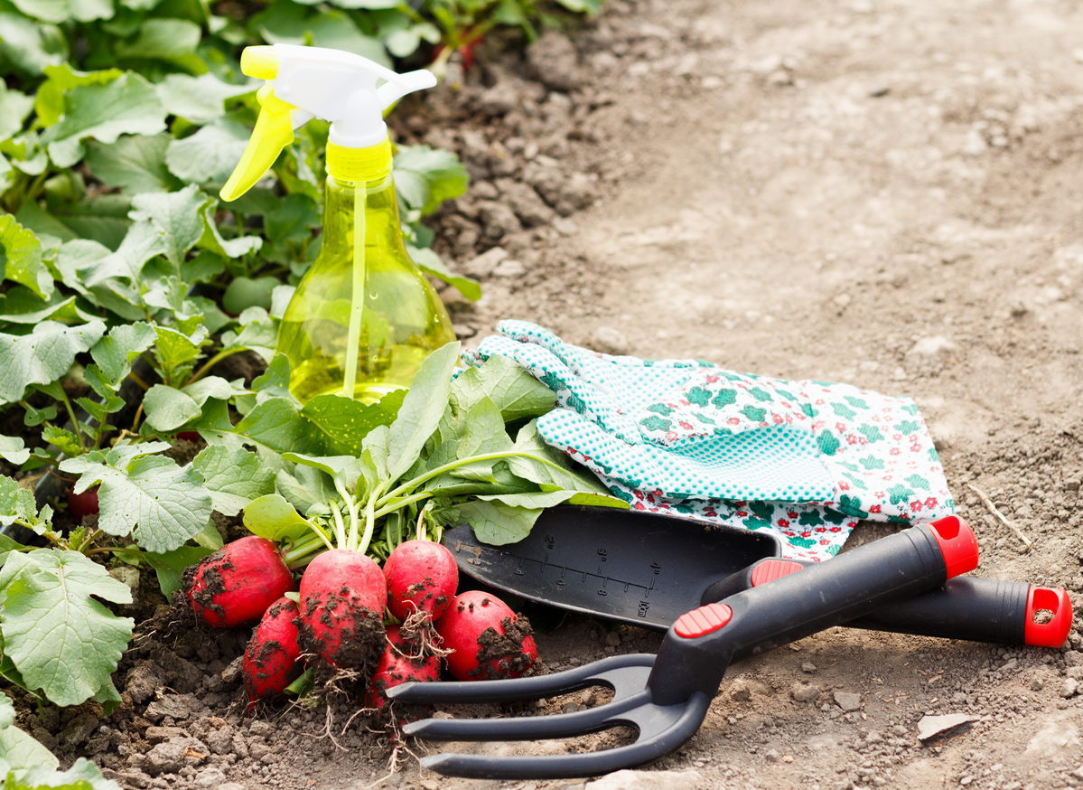 Tools for radish gardening