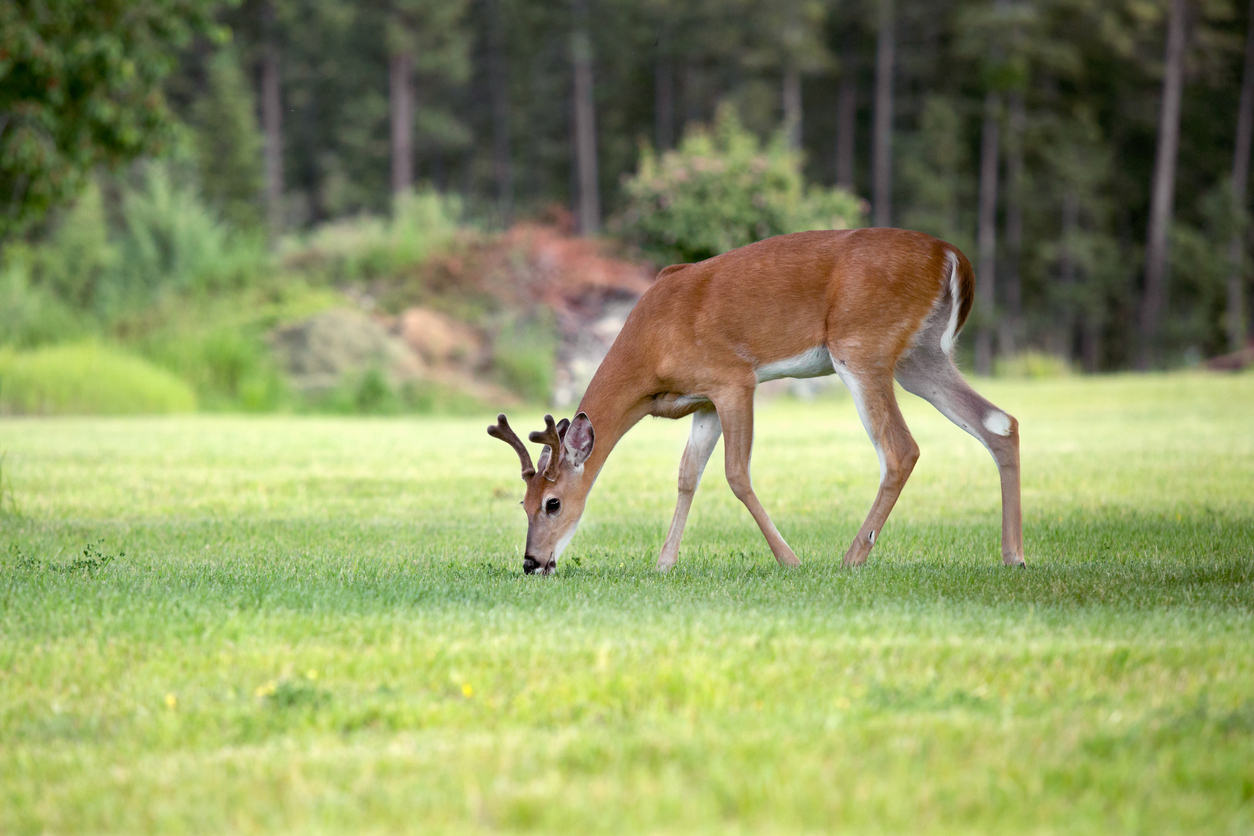 White-Tailed Deer Grazing On Grass.