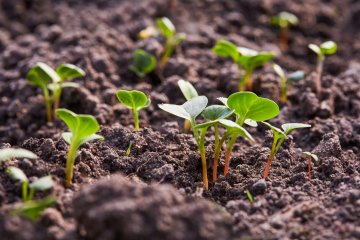 Young radish sprouts growing in the soil
