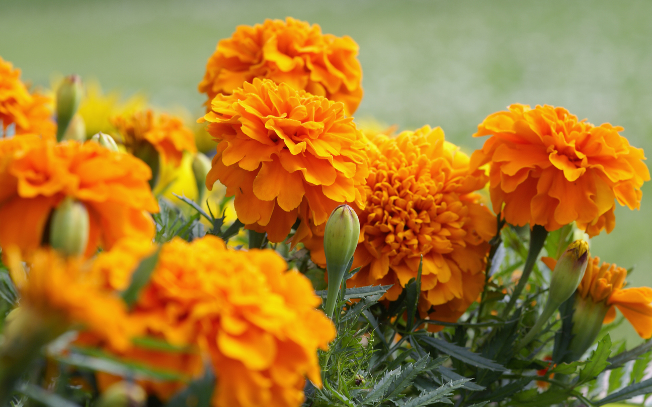 Orange marigold flowers.