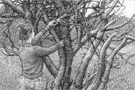 Pruning