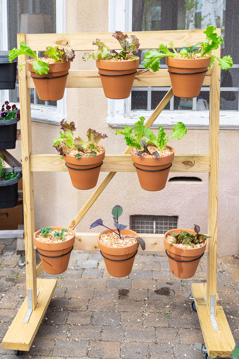 raised lettuce garden