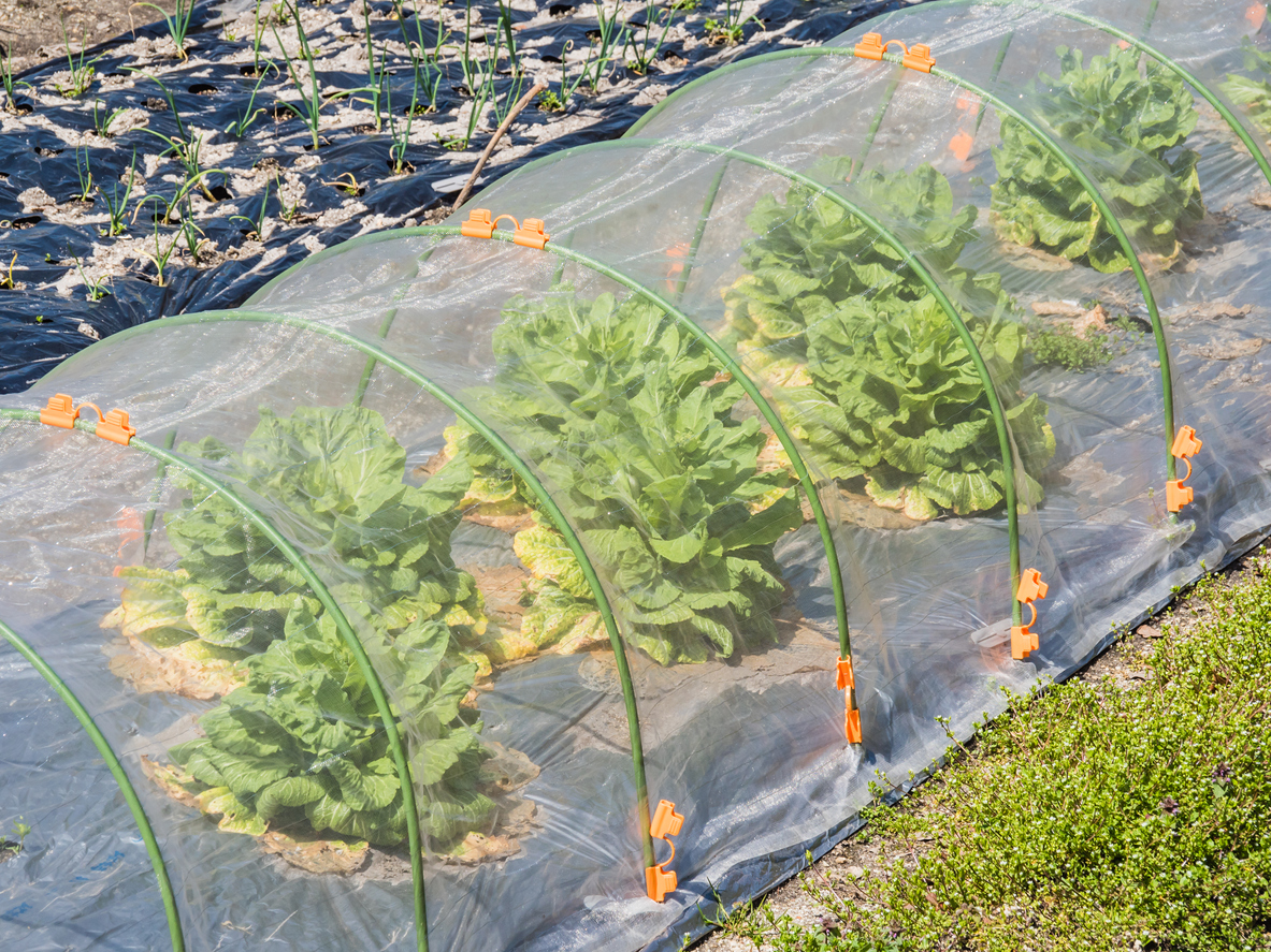 A close up of planting weed