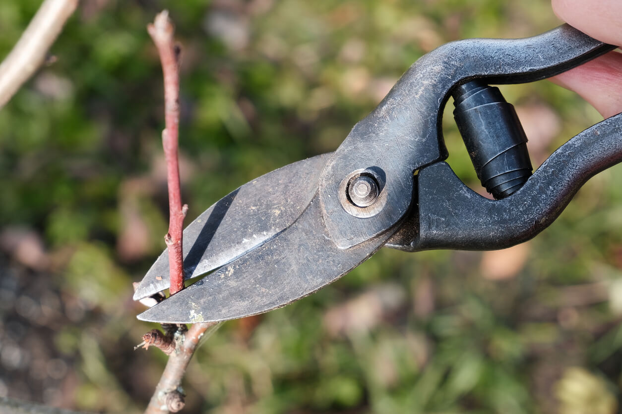 A woman with garden scissors cuts off excess branches from an apple tree.