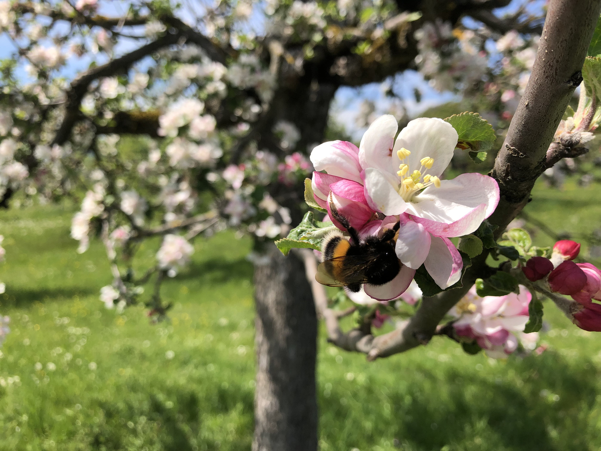 Apple blossom with a bee