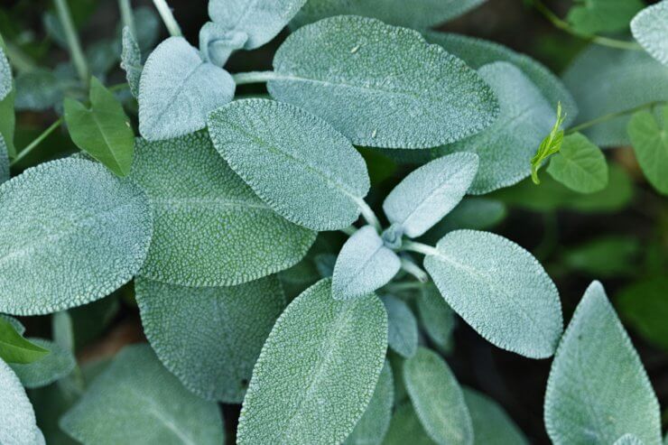 Beautiful common sage