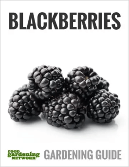 Blackberry Heaven—The All-in-One Guide to Choosing, Growing, Harvesting, and Cooking Blackberries