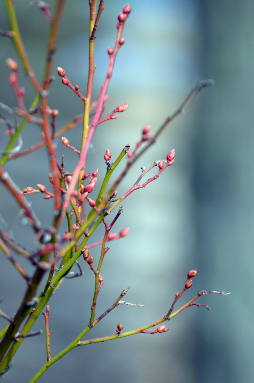 Blueberry flower buds close up