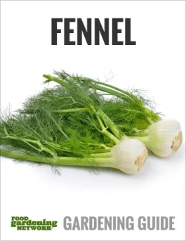How to Turn Anyone Into a Fennel Lover
