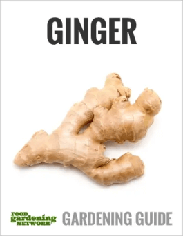 How to Use Ginger: Adding Spice to Your Life!