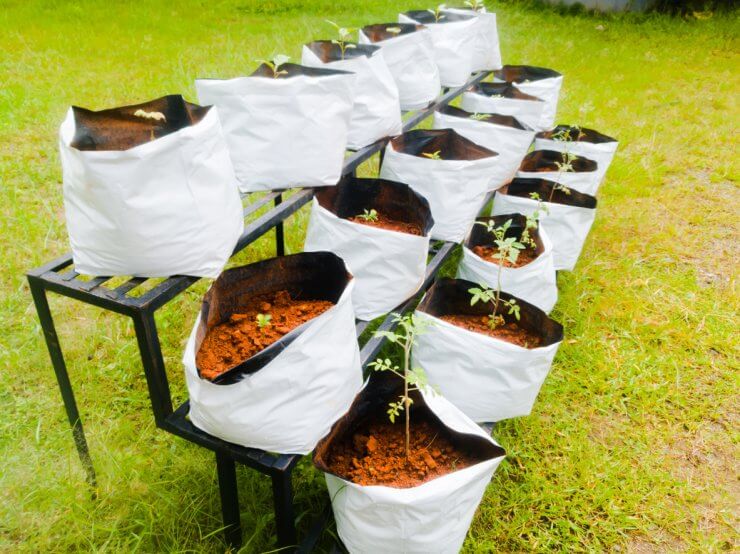 How to Start Gardening with Grow Bags for Vegetables and Fruits - Food ...