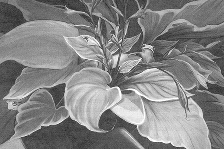 Hosta plant