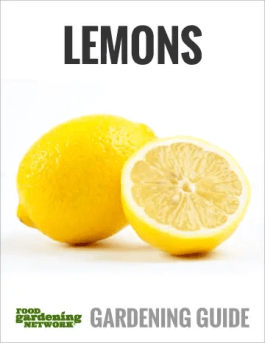 How Big Do Lemon Trees Get?