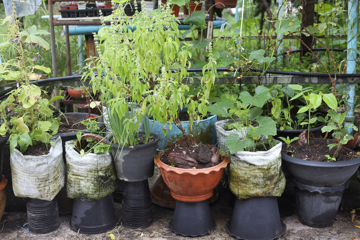 Grow Your Veggies in a Bag This Summer