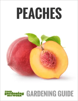10 Peach Tree Companion Plants That Belong in Your Garden