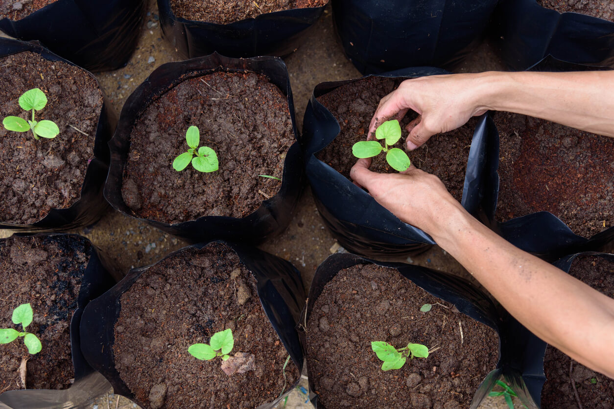 Plant The Sapling in Crop bags